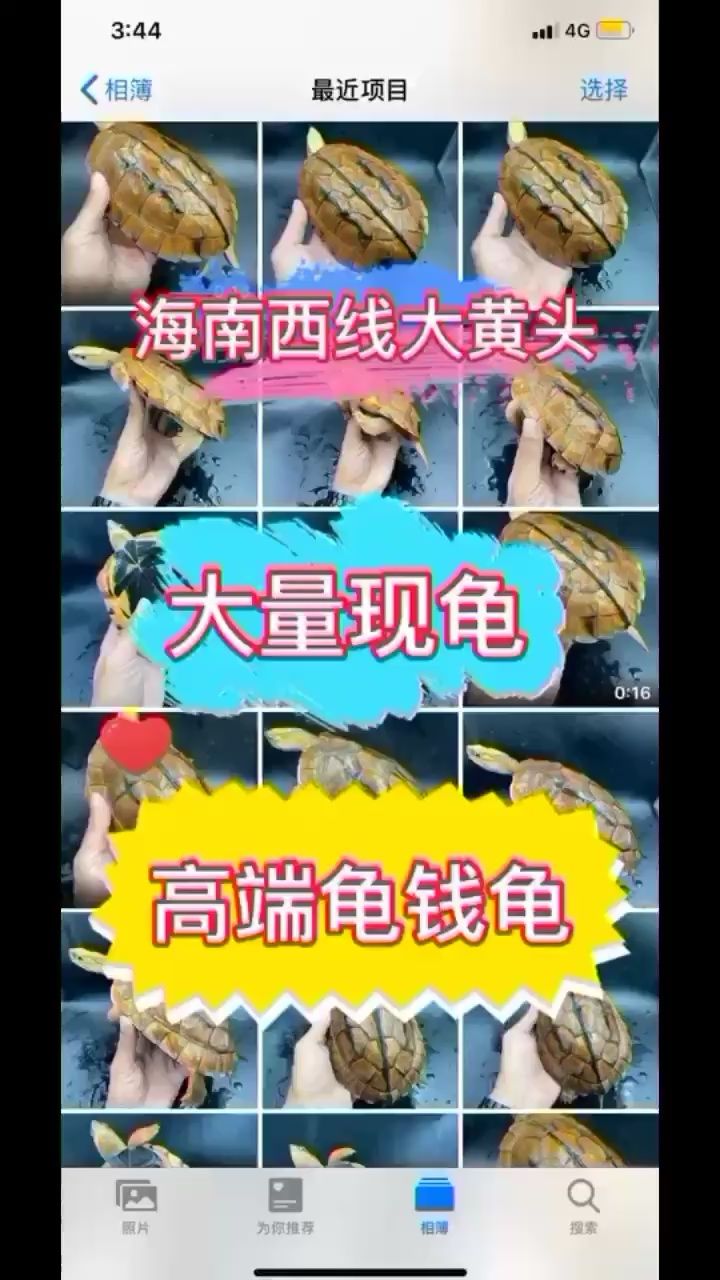 金錢龜海南大苗 烏龜 第1張