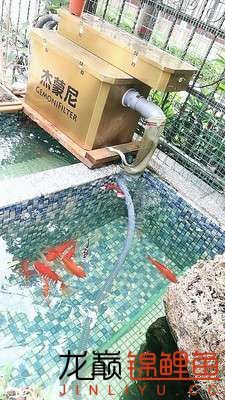 知道嗎室內(nèi)魚池也可以這么驚艷 女王大帆魚苗 第2張