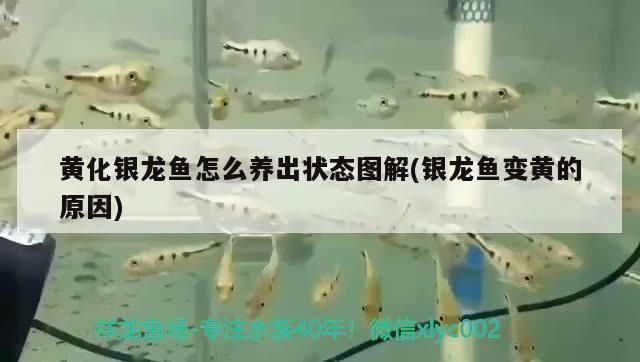 黃化銀龍魚長大會變白嗎（黃化銀龍魚長大會變白嗎？）