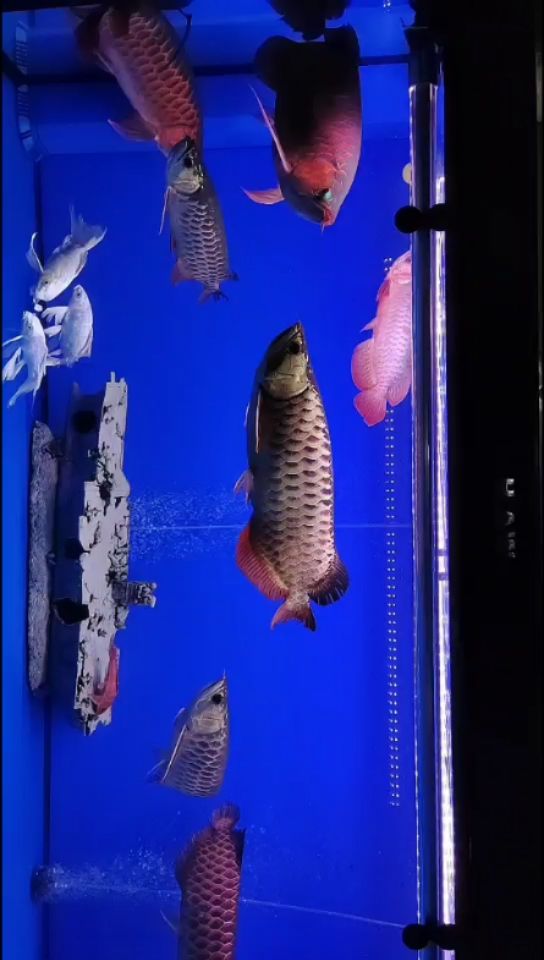 阿拉善盟水族館26 魚(yú)缸清潔用具