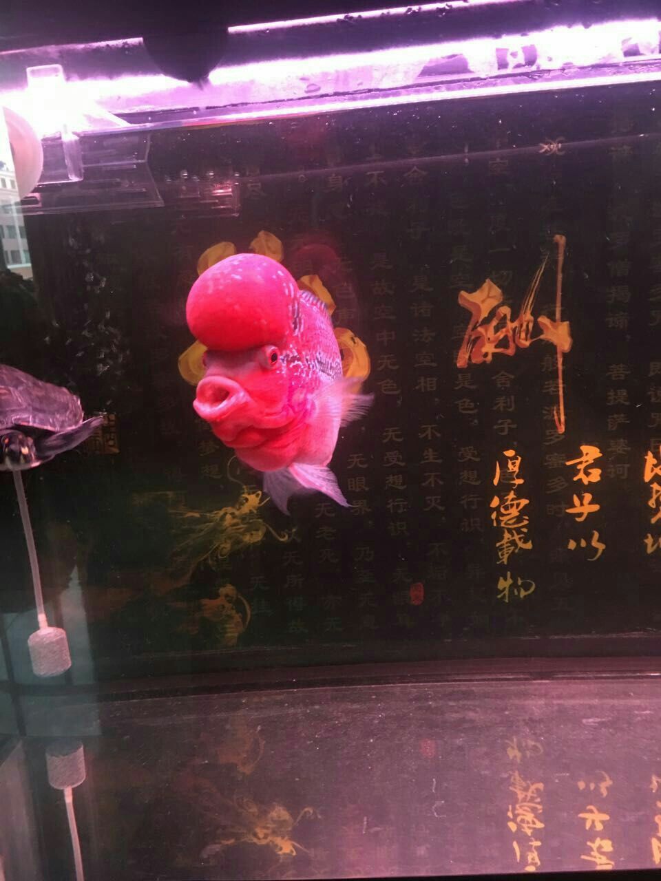 再分享一個 黃金河虎魚 第1張