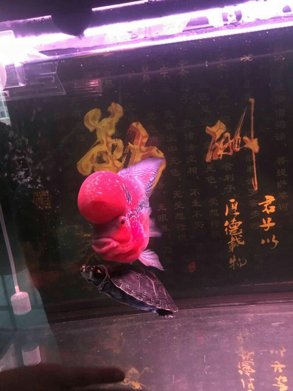 再分享一個 黃金河虎魚 第2張