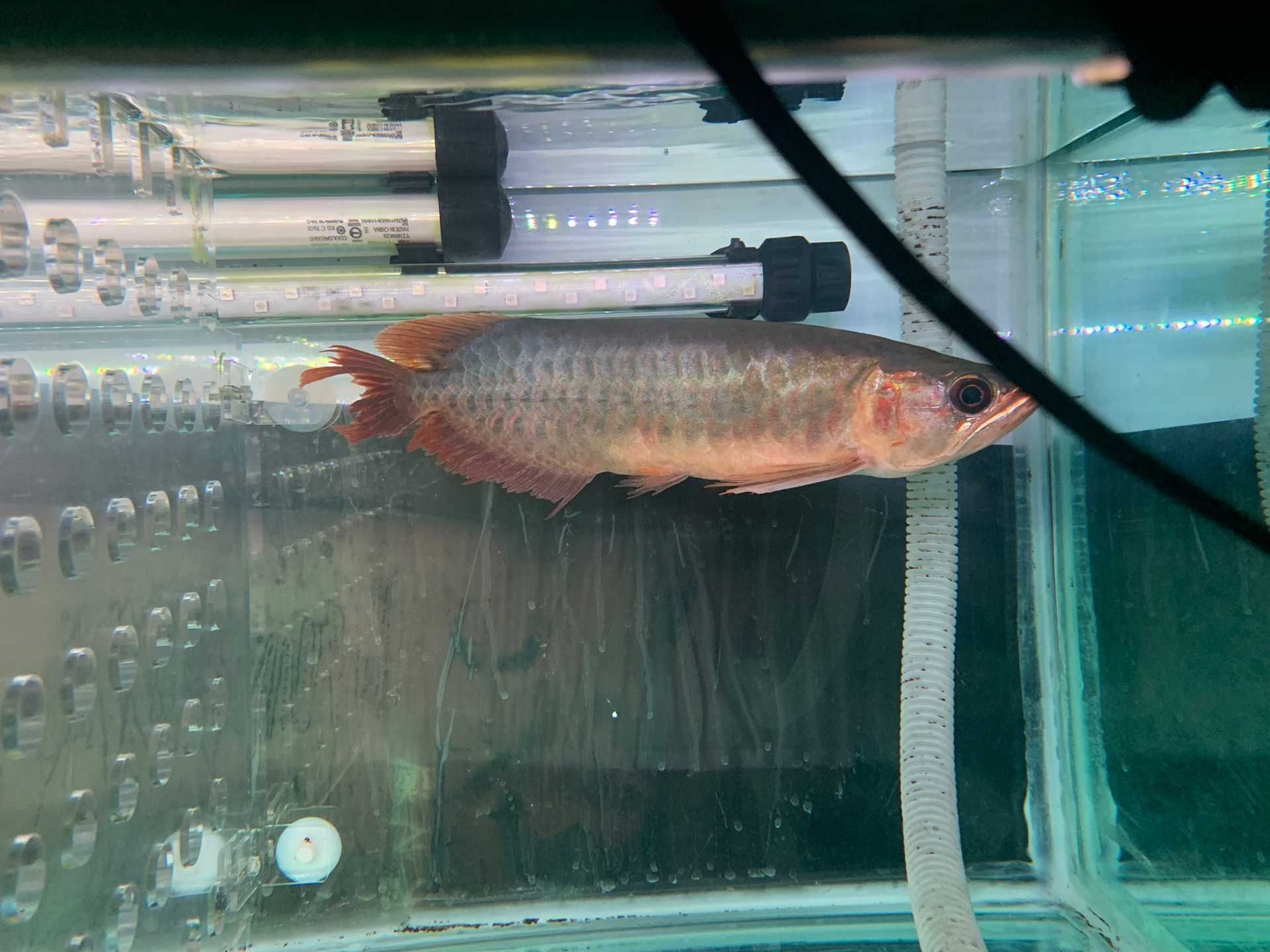 看看怎么樣龍魚圈 黃金河虎魚 第5張