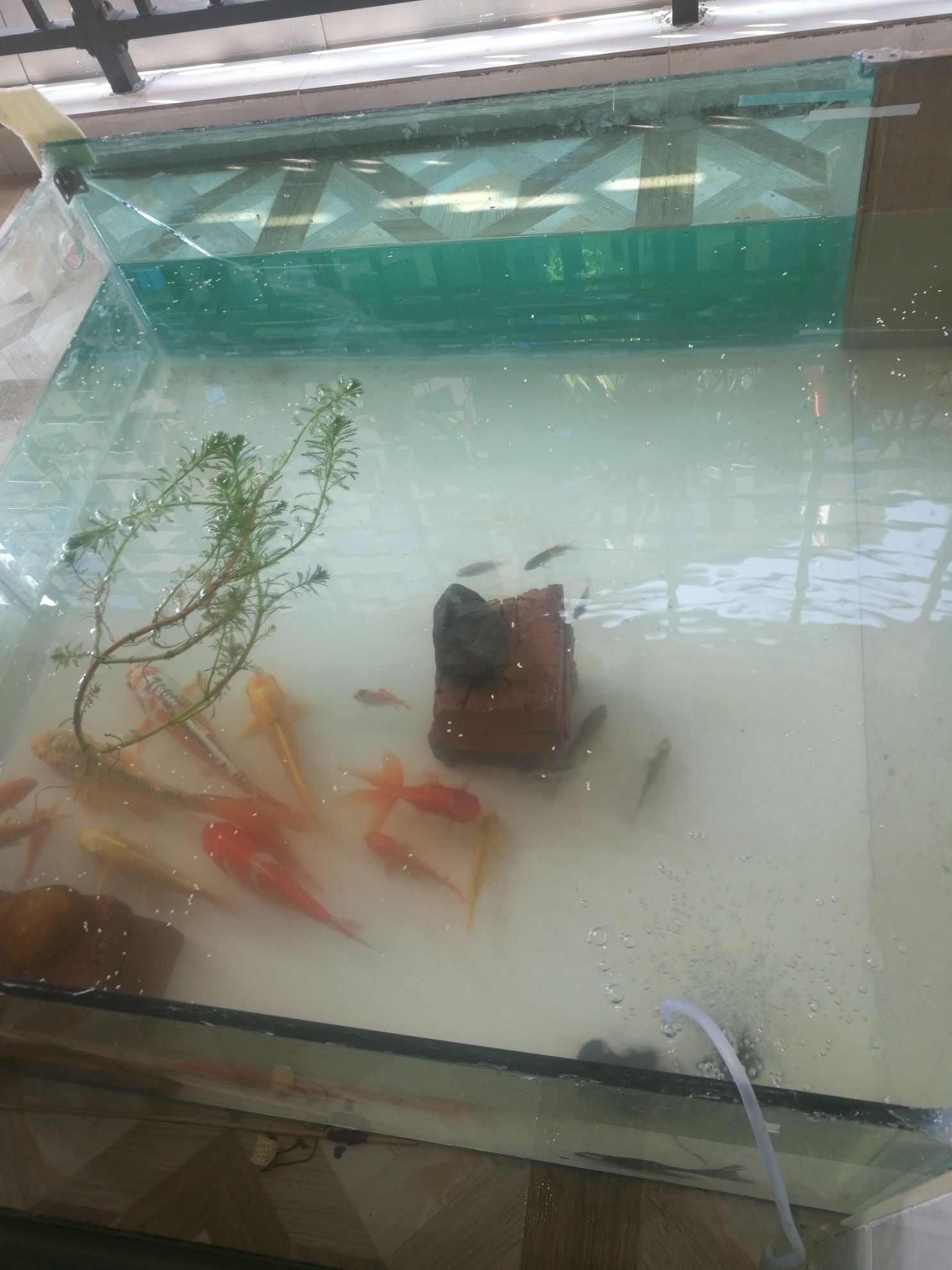 成都水族館錦鯉魚金魚