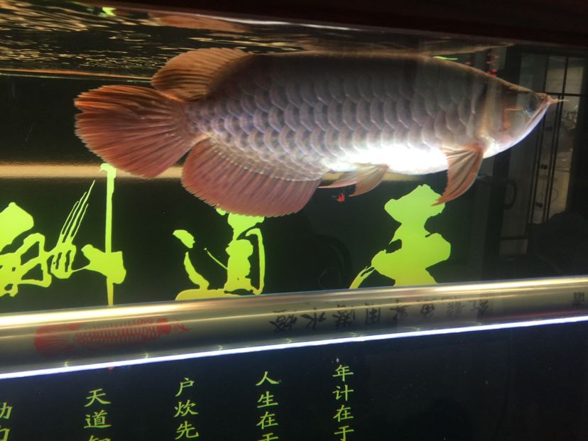 山南水族館龍魚之家圈