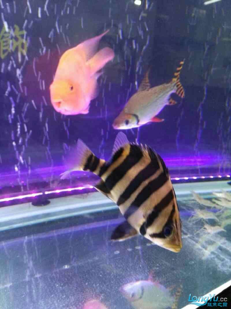 東營水族館龍虎鳳昨天一斤河蝦下缸今天魚狀態(tài)很好 觀賞魚 第7張