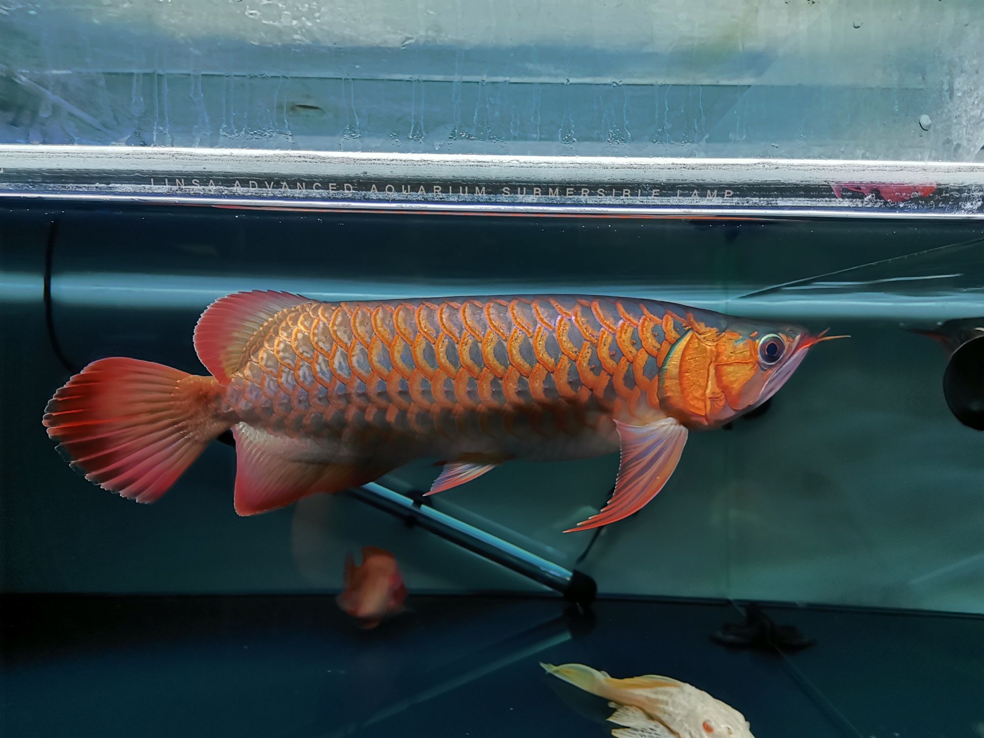 紅龍魚飼養(yǎng)七個月分享 金頭過背金龍魚 第1張