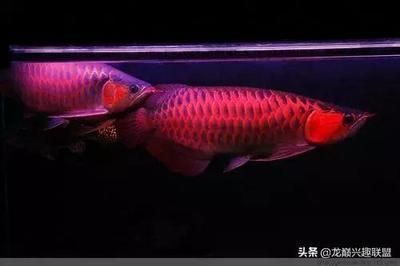 紅龍魚顏色變化圖（紅龍魚發(fā)色過程）