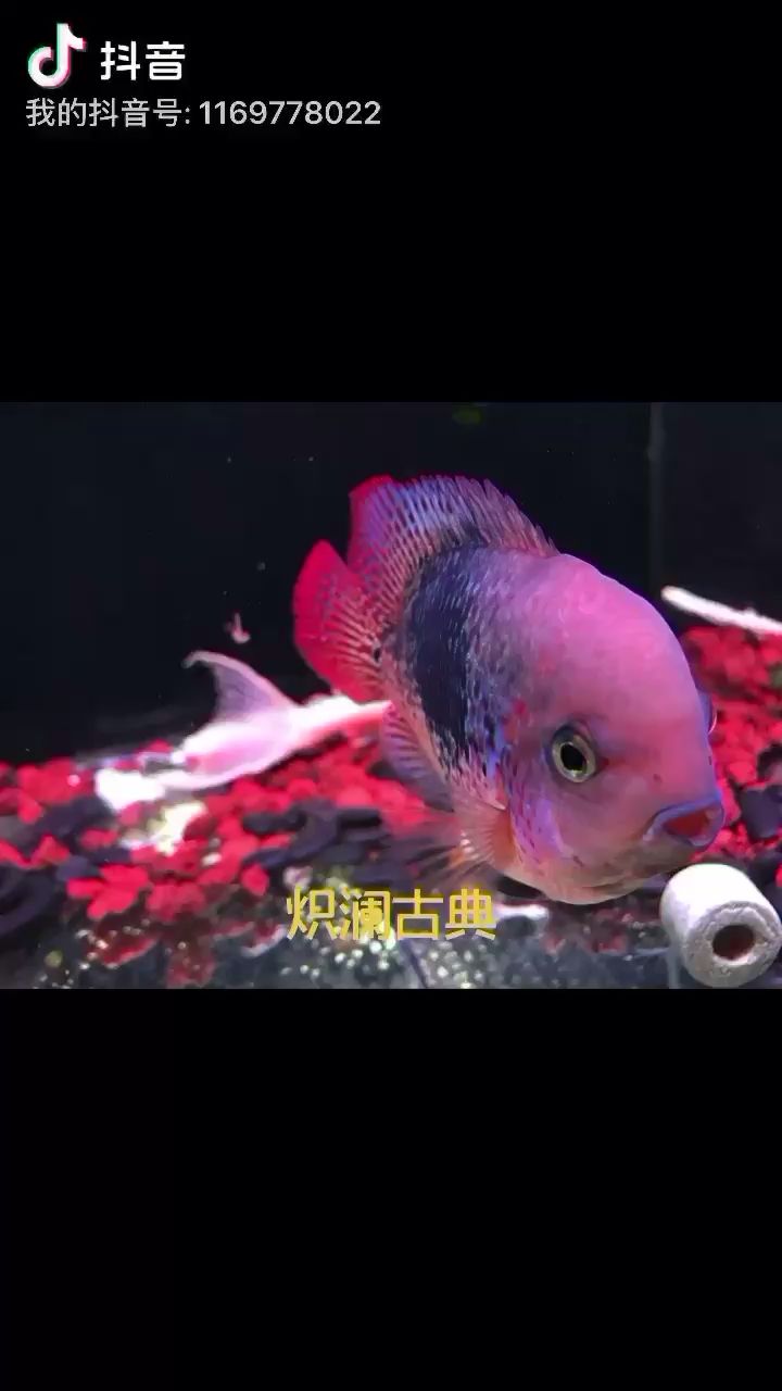 鄭州觀賞魚市場分享熾瀾古典之美 觀賞魚市場（混養(yǎng)魚） 第1張