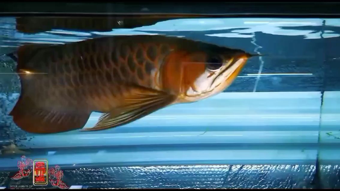 北海水族館皇宮中紅龍 眼斑魚(yú) 第1張