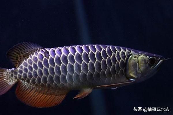 金龍魚(yú)寫(xiě)真照片（金龍魚(yú)是一種非常受歡迎的觀賞魚(yú)，以其華麗的外觀和姿態(tài)著稱） 龍魚(yú)百科 第1張