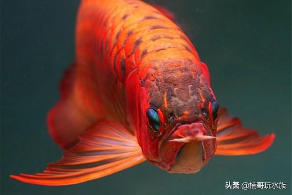 金龍魚寫真照片（金龍魚是一種非常受歡迎的觀賞魚，以其華麗的外觀和姿態(tài)著稱） 龍魚百科 第2張