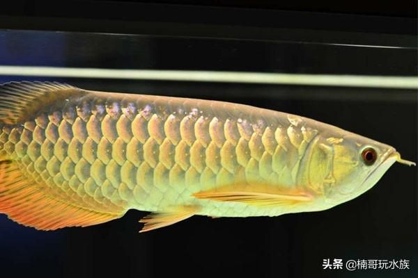 金龍魚(yú)寫(xiě)真照片（金龍魚(yú)是一種非常受歡迎的觀賞魚(yú)，以其華麗的外觀和姿態(tài)著稱） 龍魚(yú)百科 第4張