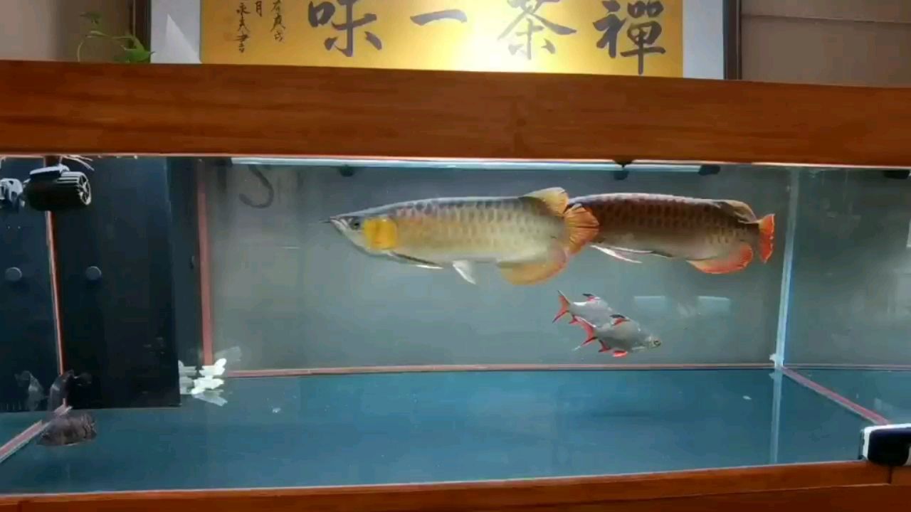 烏海水族館看誰(shuí)被先干趴下