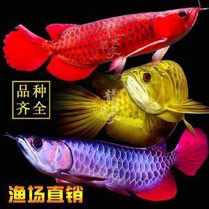 紅龍魚(yú)挑選幼苗的方法和技巧（如何挑選紅龍魚(yú)幼苗）