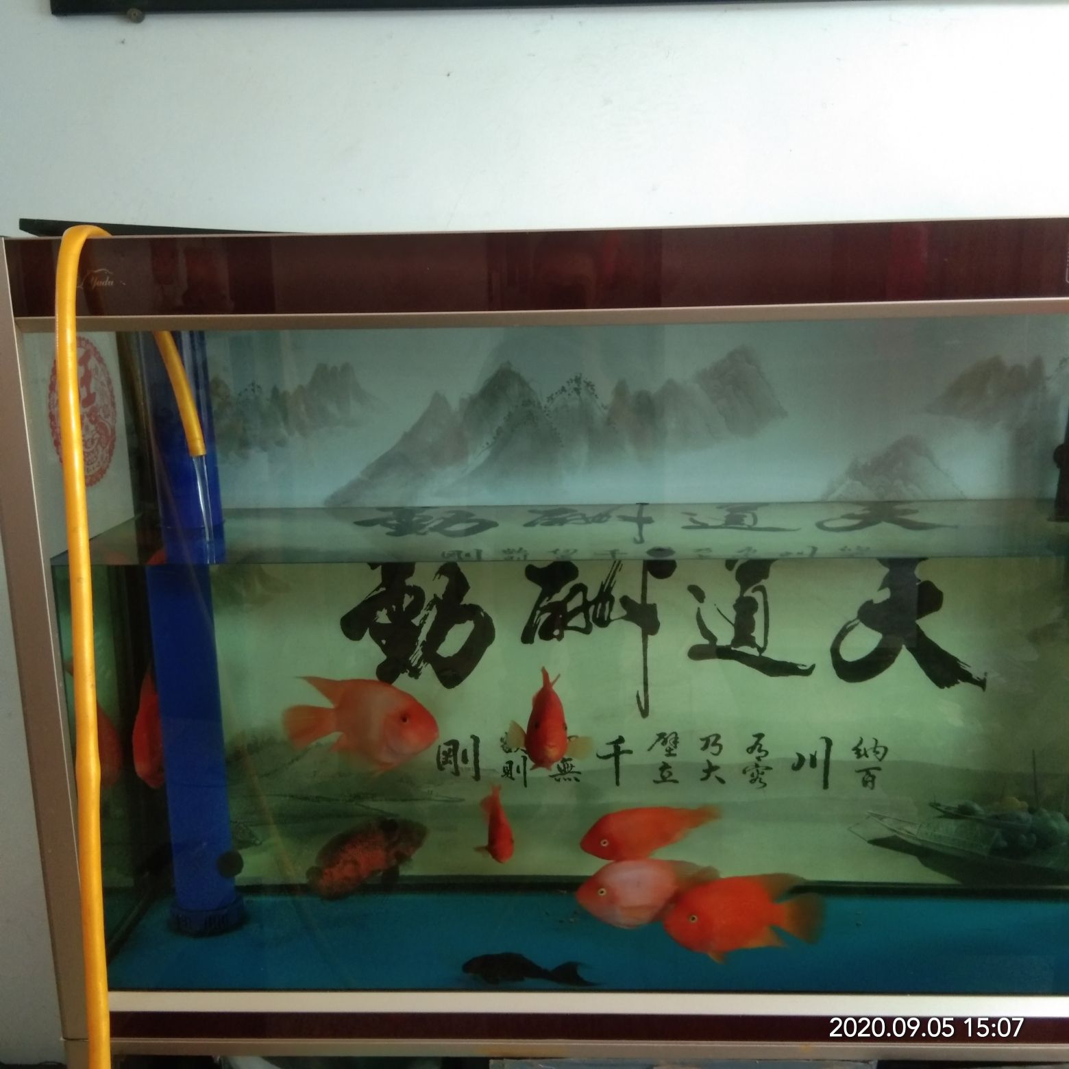 天津水族館大換水 鴨嘴鯊魚(yú) 第1張