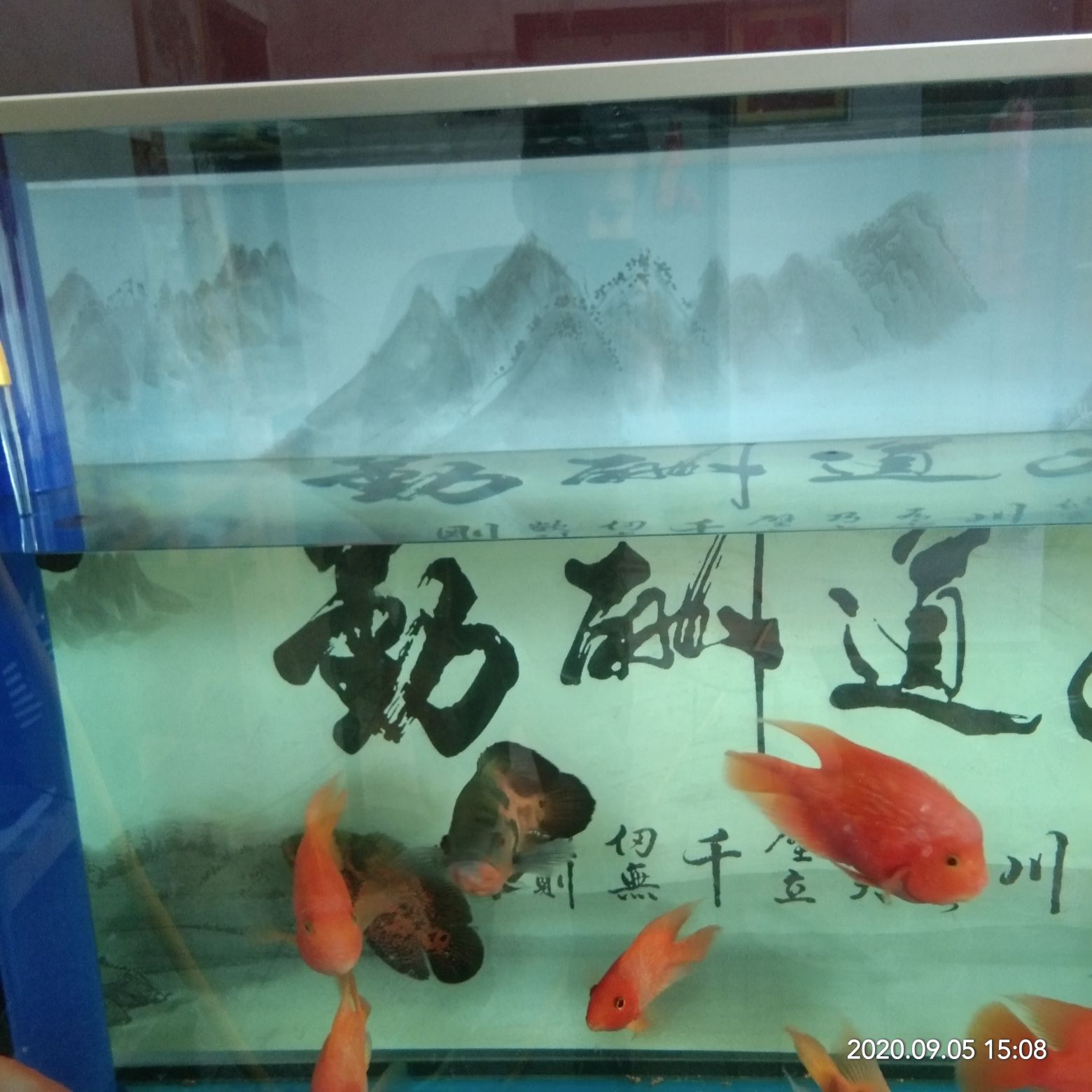 天津水族館大換水 鴨嘴鯊魚(yú) 第2張