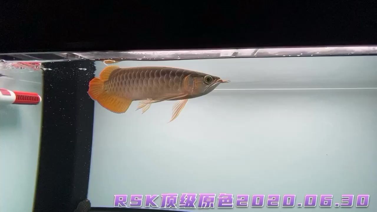 欣賞原色系列的美 七紋巨鯉魚(yú) 第2張