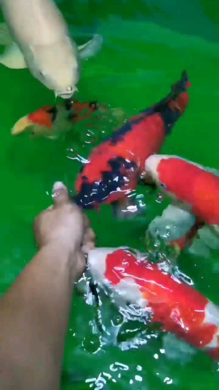 衡水水族館還是老魚感情深一點