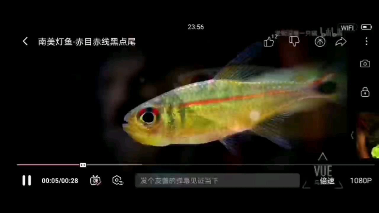 赤目赤線黑點尾