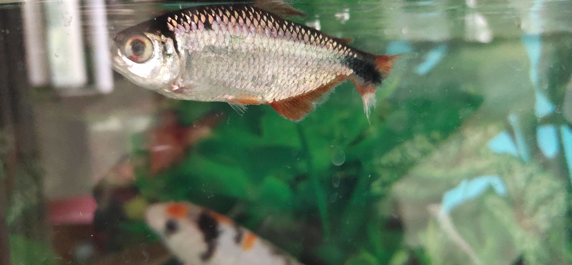 濮陽水族館病菌爆發(fā)第三天