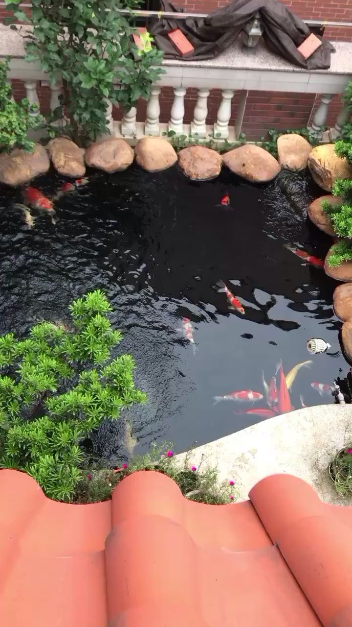 楚雄彝族自治州水族館天氣晴朗 泰龐海鰱魚