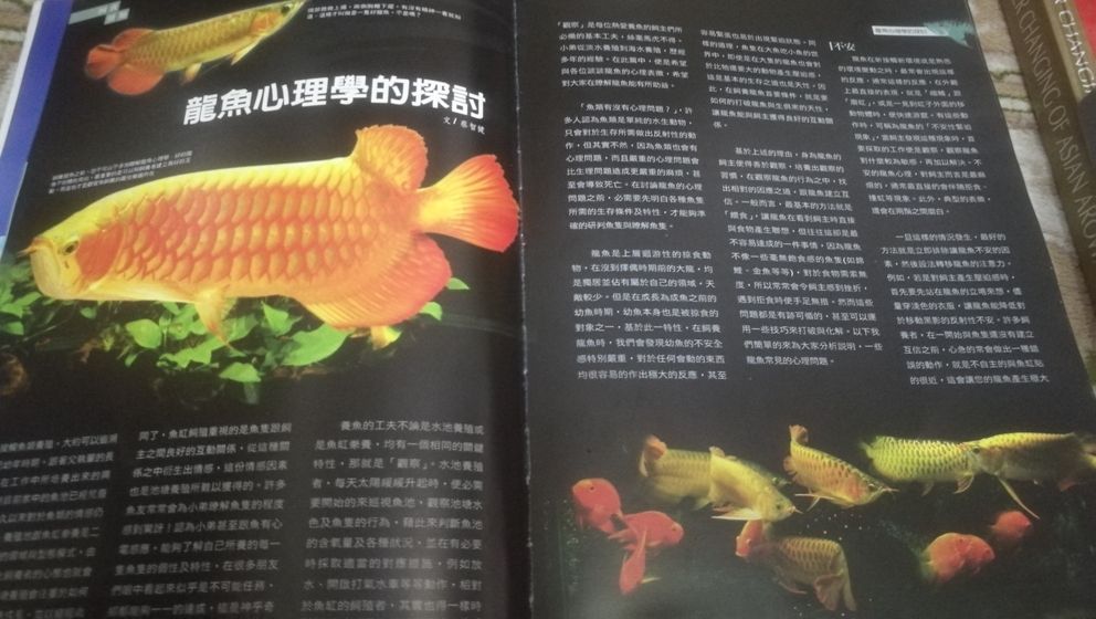 西安觀賞魚市場絕版了嗎龍魚圈