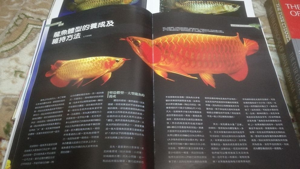 西安觀賞魚市場絕版了嗎龍魚圈