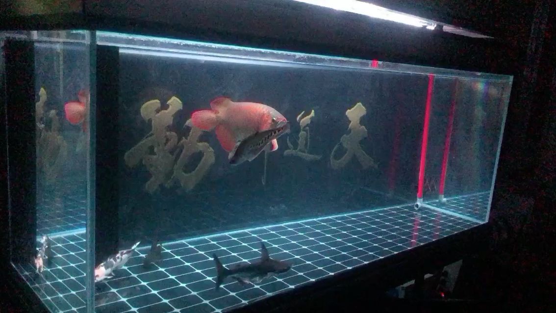 宿州水族館這體型能打幾分 水族用品 第2張