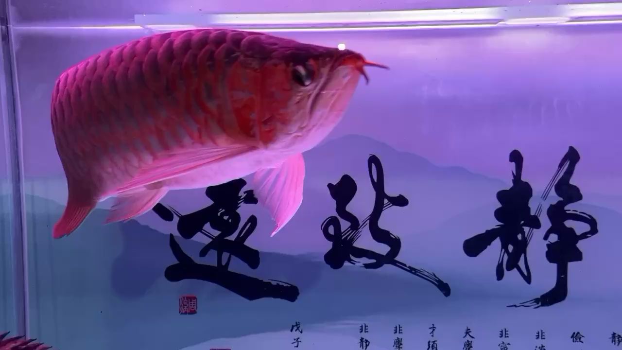 夜半了 紅龍福龍魚