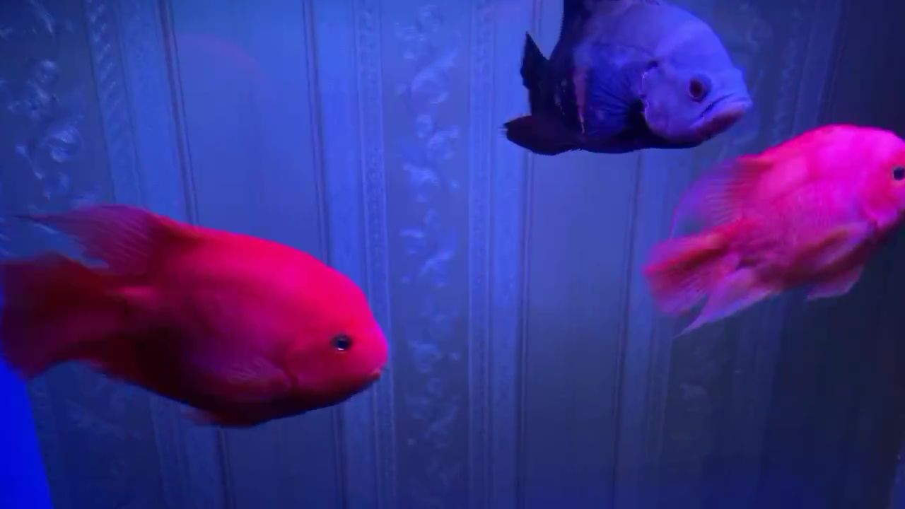 林芝水族館曬曬愛魚