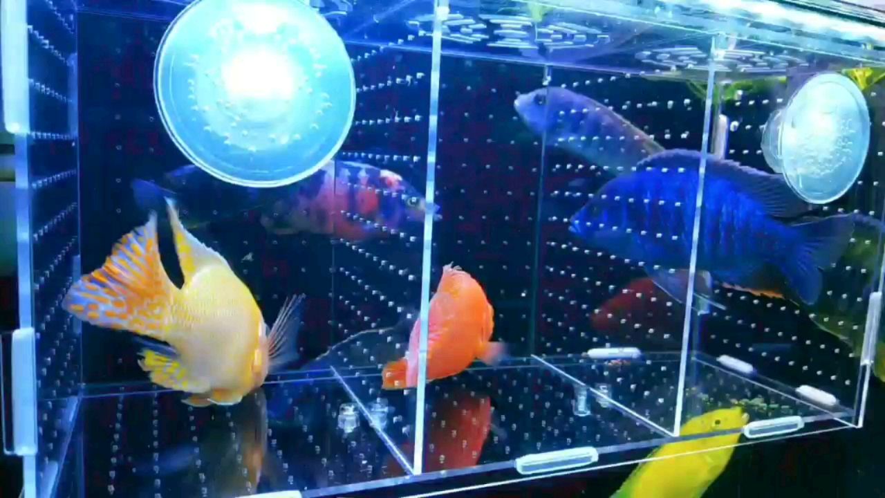 錦州水族館今天很幸運50元一條淘的劃算嗎？