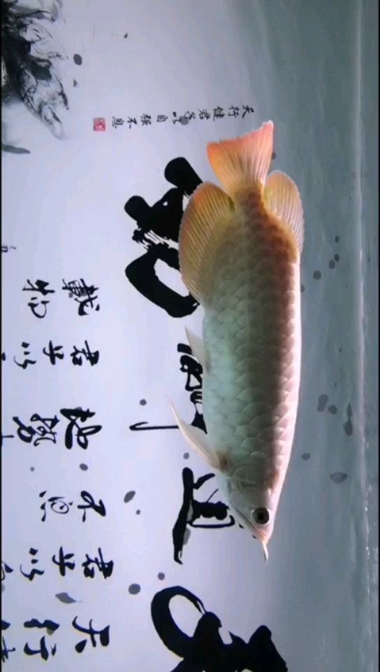 一根頂部nec6700拍照的效果 斑馬狗頭魚 第2張