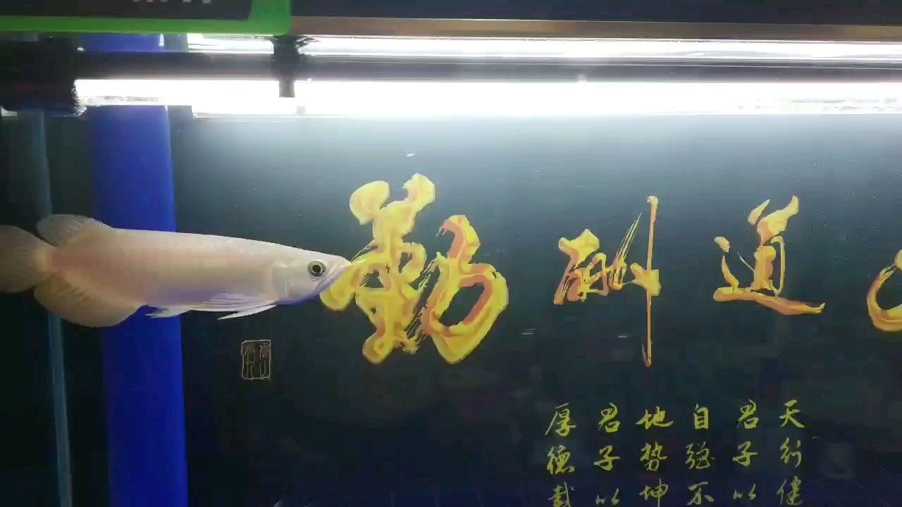 上饒觀賞魚市場紅龍入缸第五天～狀態(tài)怎么樣～