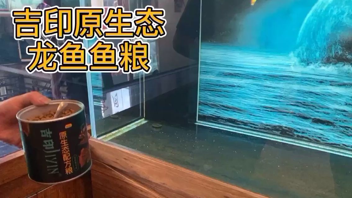 你的龍魚喜歡魚糧嗎 帝王迷宮魚 第1張