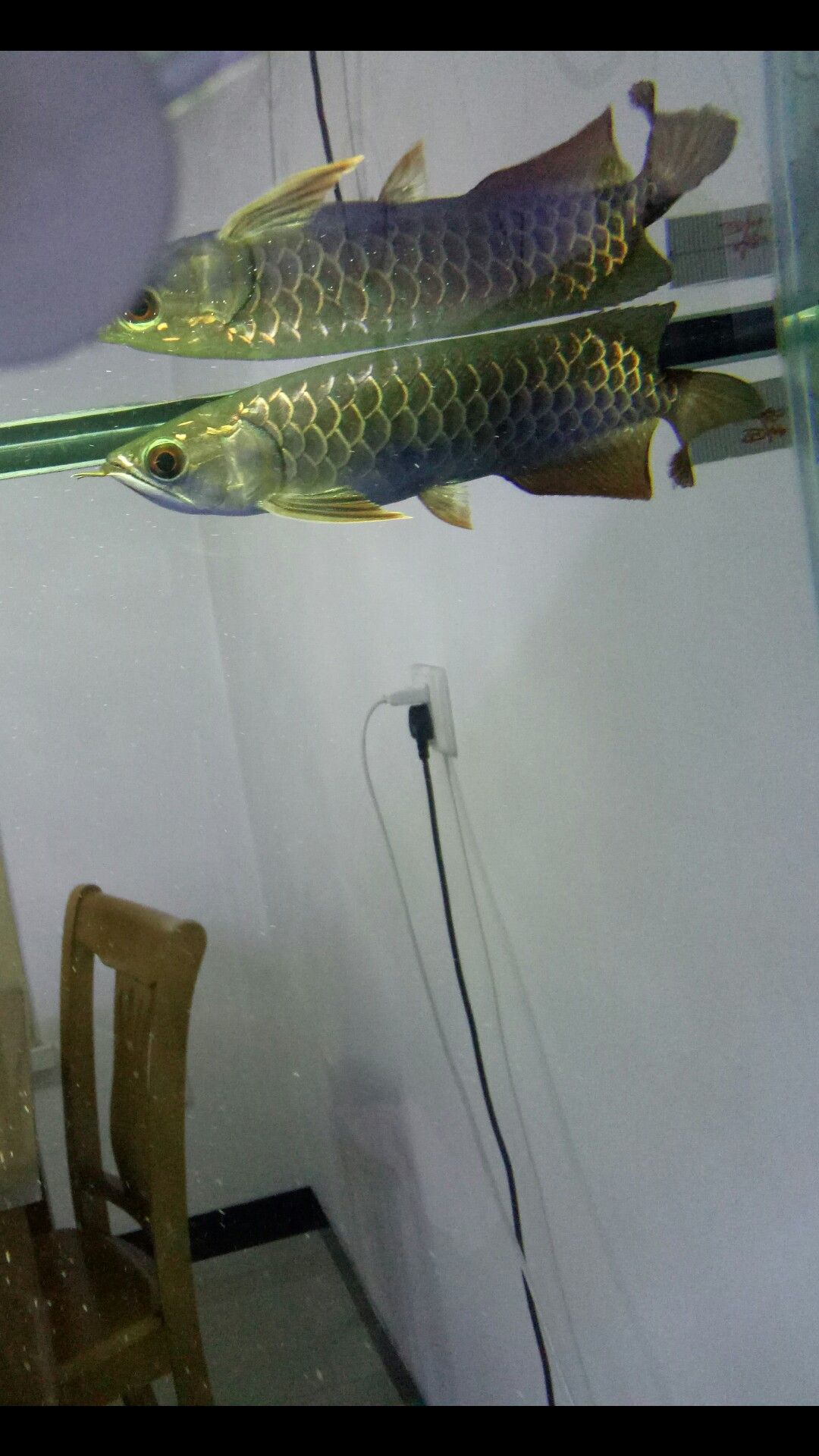 連云港觀賞魚市場龍魚受驚