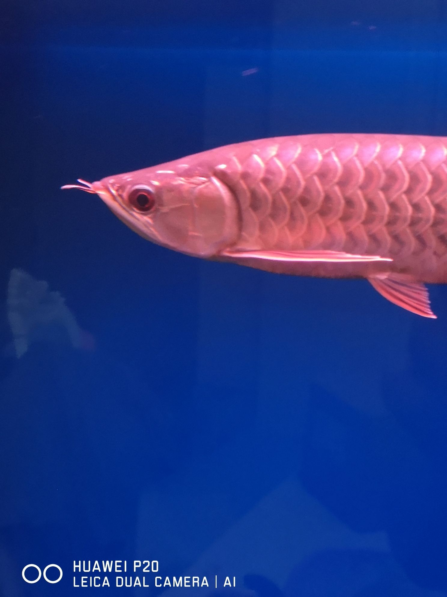 九江水族館大神幫看看兜嘴了？