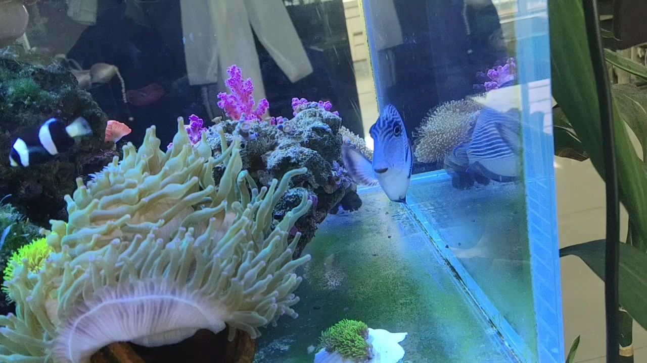 廊坊水族館紅海騎士 硝化細(xì)菌 第2張