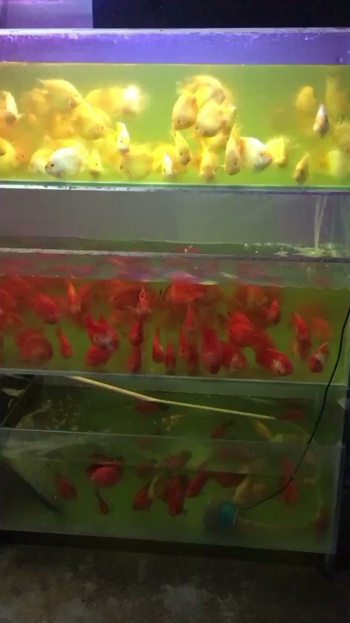 遺憾沒有一條白玉鸚鵡魚