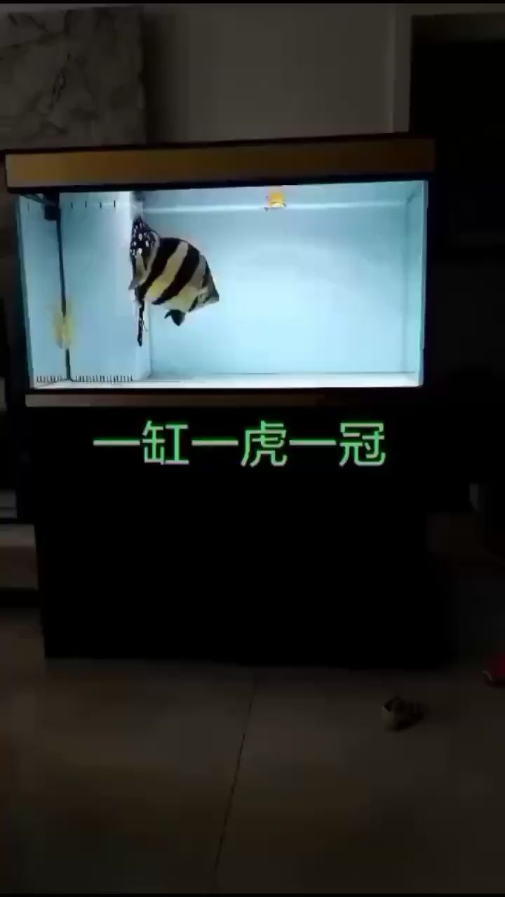 聊城觀賞魚市場真的好看