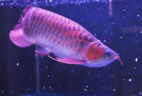 紅龍魚(yú)挑選標(biāo)準(zhǔn)（如何挑選紅龍魚(yú)）