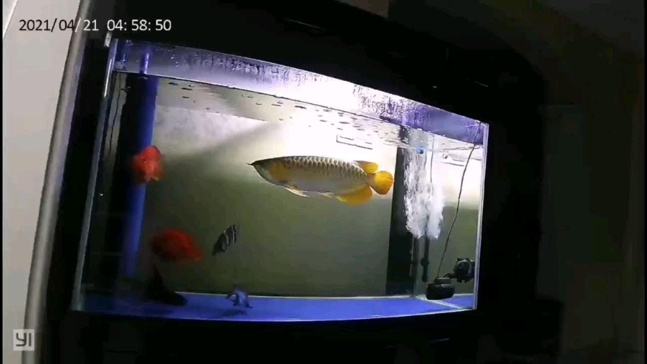 大興安嶺水族館早上來起來繼續(xù)關注 申古銀版魚 第2張