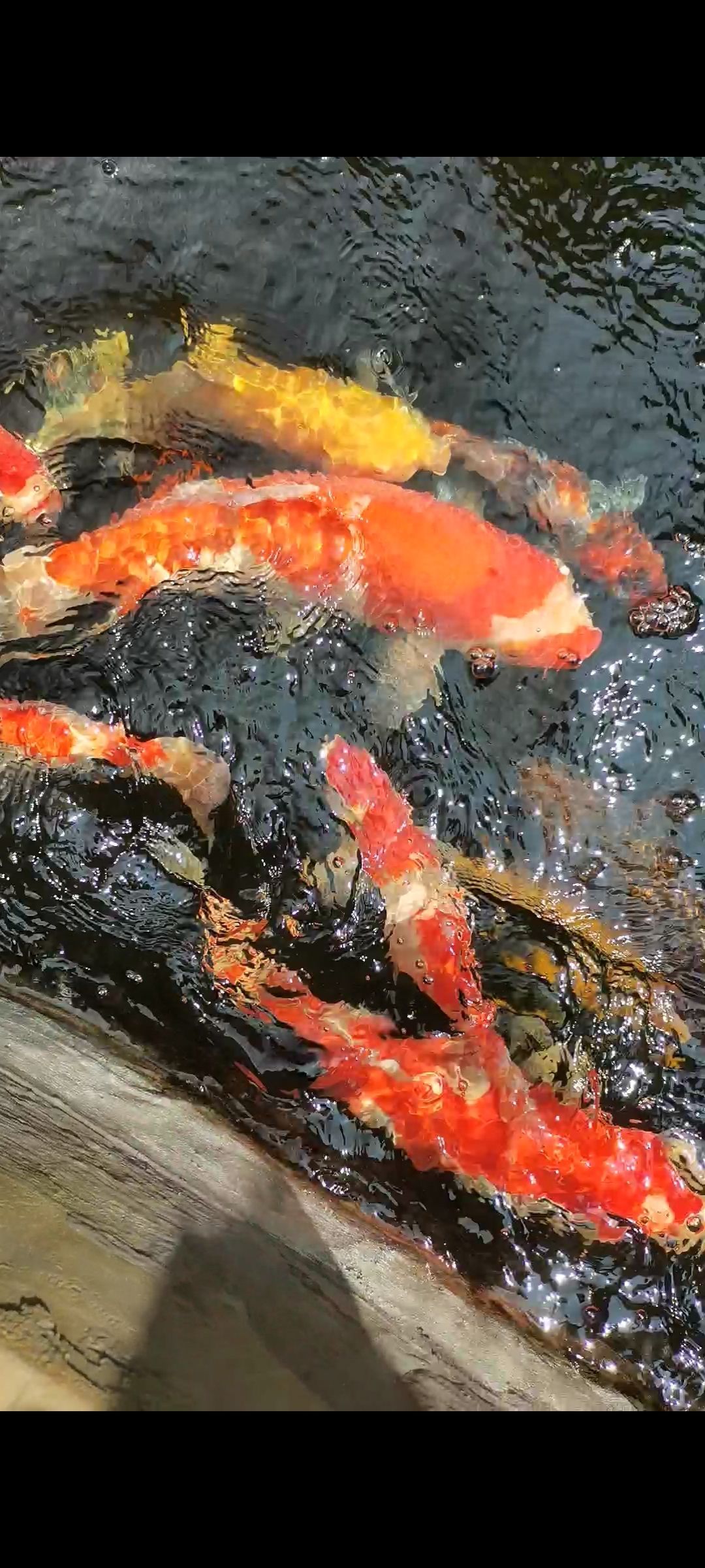 運(yùn)城觀賞魚市場咨詢一下飼料的問題