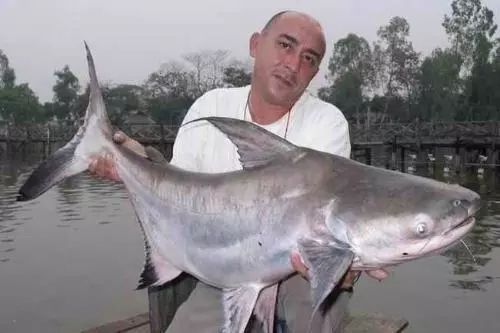 淡水魚中的大鯊魚 水族維護服務(wù)（上門） 第2張