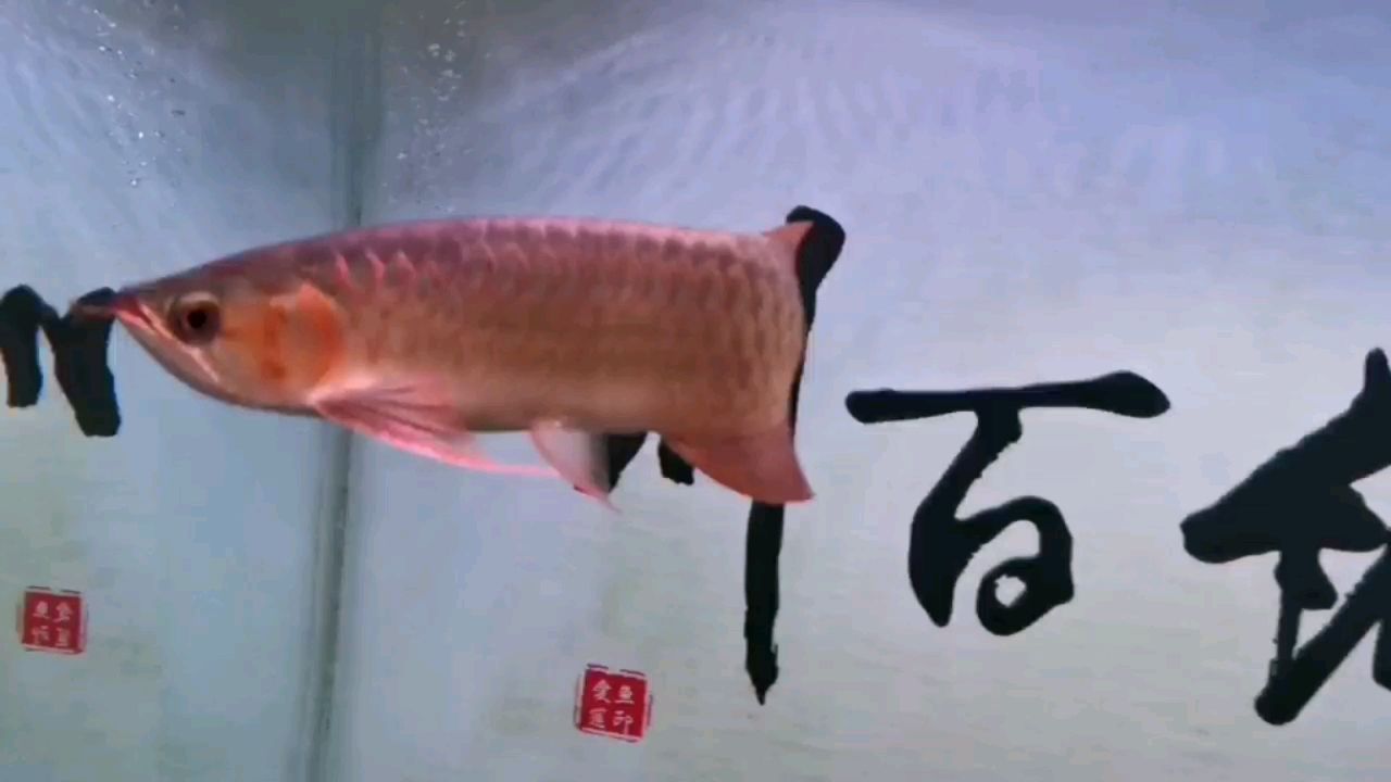 伊春觀賞魚市場(chǎng)新入缸的小龍 觀賞魚市場(chǎng)（混養(yǎng)魚） 第1張