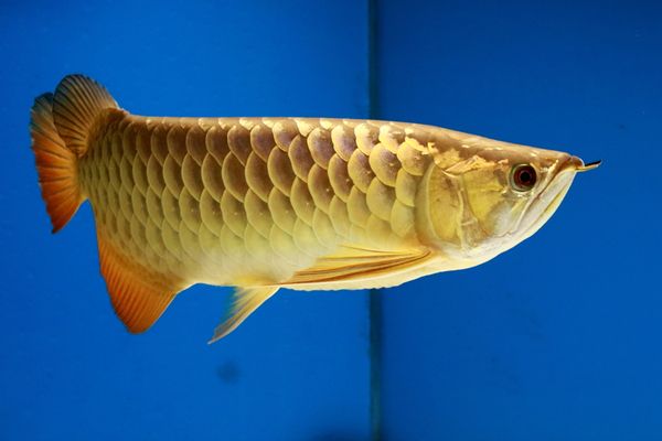 金龍魚缸價格表（金龍魚缸價格因型號、尺寸、材質(zhì)以及是否為新品等因素有所不同） 龍魚百科 第4張