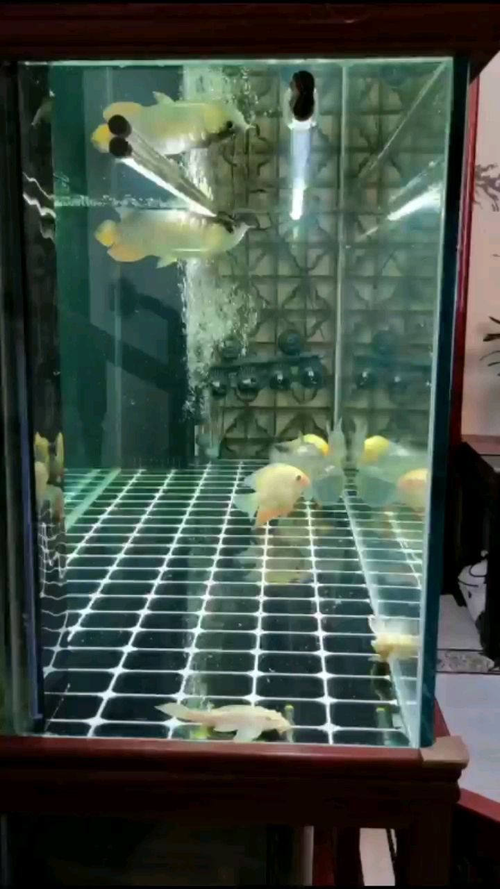 長治水族館早上好魚兒們