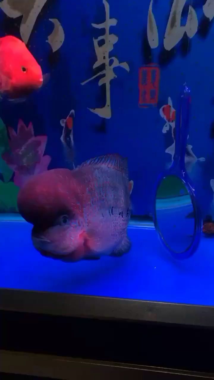 日喀則水族館炮彈頭 女王大帆魚 第1張