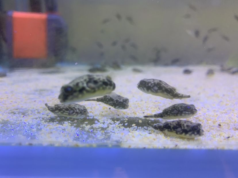 邯鄲觀賞魚市場斑馬狗頭苗 斑馬狗頭魚 第1張