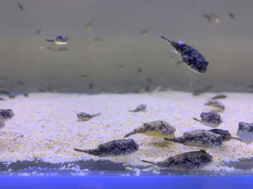 邯鄲觀賞魚市場斑馬狗頭苗 斑馬狗頭魚 第2張